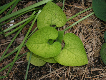 'Diane's Gold'