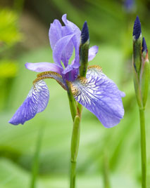 siberian iris