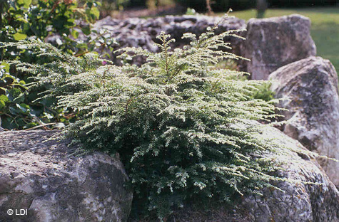 LDI_Boulders05