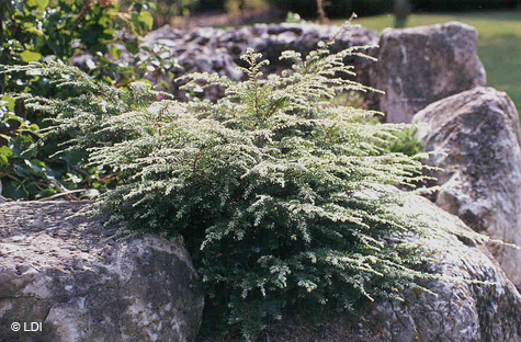 LDI_Boulders20